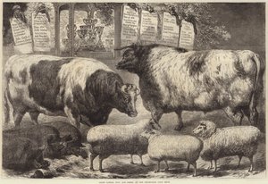 Prijsvee, varkens en schapen, op de Smithfield Club Show